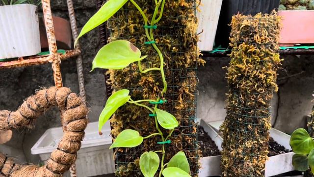 Some of the plants in my garden, their care tips and propagation смотреть онлайн