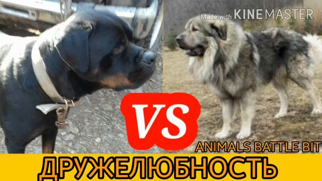 # кавказская овчарка против ротвейлера//ANIMALS BATTLE BIT. смотреть онлайн