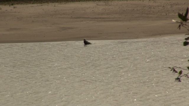 Bald Eagle Bathing. Белоголовый орлан купается (2151sp) смотреть онлайн