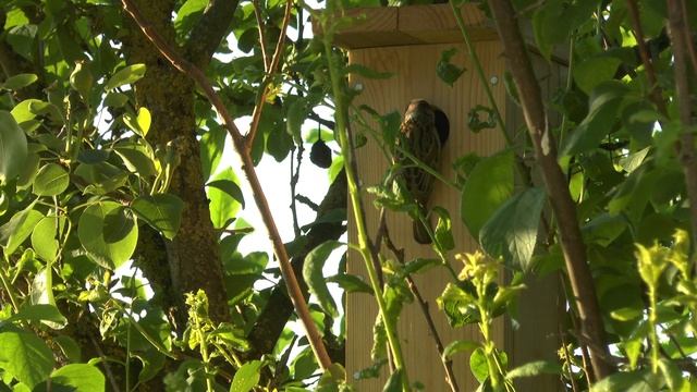 Кто живет в скворечнике. смотреть онлайн