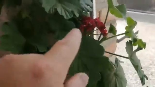 Чем нужно удобрять растение / биогумус от чёрной львинки / герань смотреть онлайн