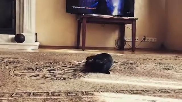 Щенок Цвергпинчер. Малышка Sunny играет с мячиком) смотреть онлайн