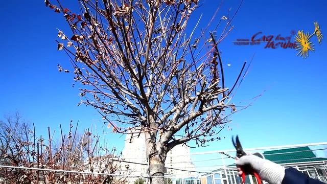 Обрезка ивы цельнолистной 'Хакуро-Нишики' смотреть онлайн