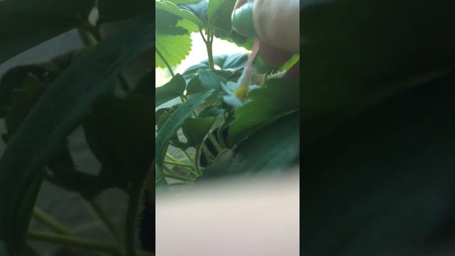 Опыление клубники смотреть онлайн
