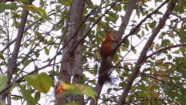 Белкин день. Национальный парк "Валдайский" смотреть онлайн