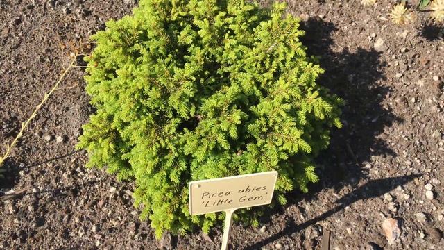 Picea abies "Little Gem", Little Gem Spruce, Abeto Rojo Enano смотреть онлайн