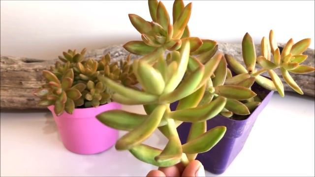 SEDUM ADOLPHII | Sedum Cobre 💛