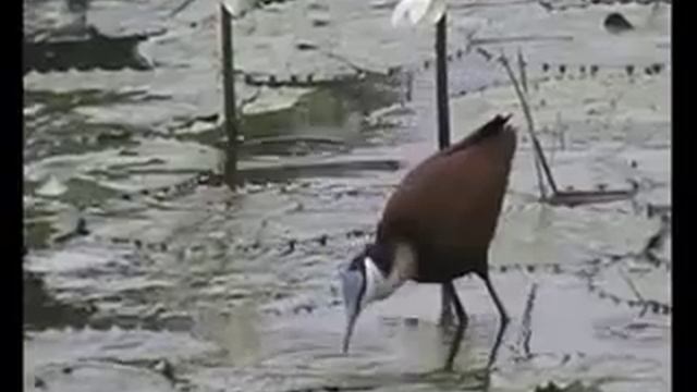 African Jacana