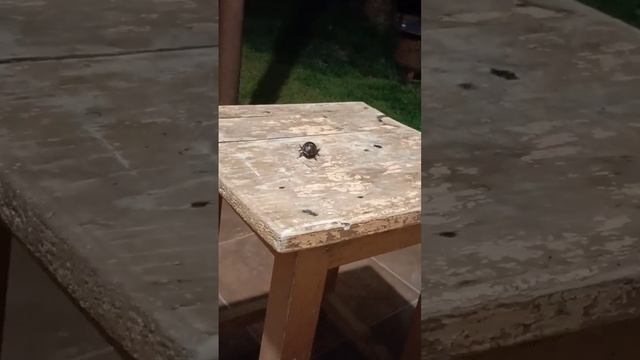 Жук-носорог #shorts смотреть онлайн