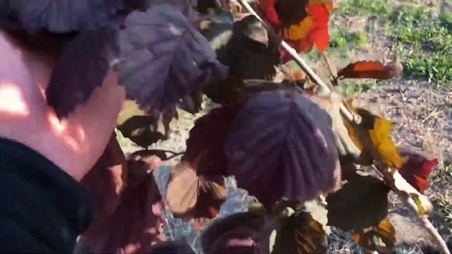 Фундук Трапезунд...Обзор экспериментальных краснолистных сортов фундука