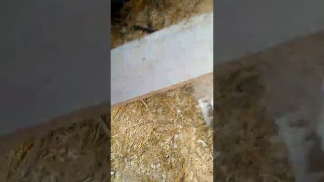 Наши куры в декабре. маленький обзор тепличного содержания. смотреть онлайн