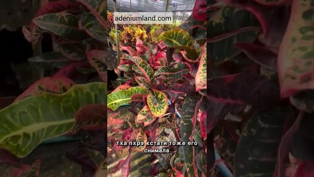 Взрослые кротоны на ферме в Центральном Таиланде