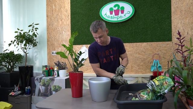 Монстера и Замиокулькас через 5 месяцев после пересадки смотреть онлайн