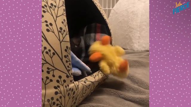 1-pound Chihuahua Rescue Puppy With Backwards Legs Does It ALL | The Dodo Little But Fierce смотреть онлайн