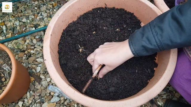 Planting Ranunculus and Anemone bulbs in containers смотреть онлайн