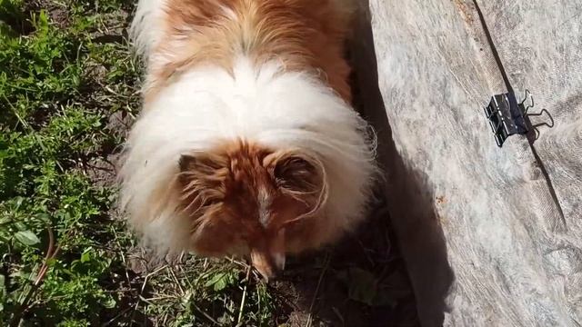 ДАЧА/УТРО НА ДАЧЕ/РАДОСТНАЯ НОВОСТЬ/В ОЖИДАНИИ 21г#237 смотреть онлайн