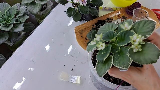 Пересадка детки фиалки с цветаносами смотреть онлайн