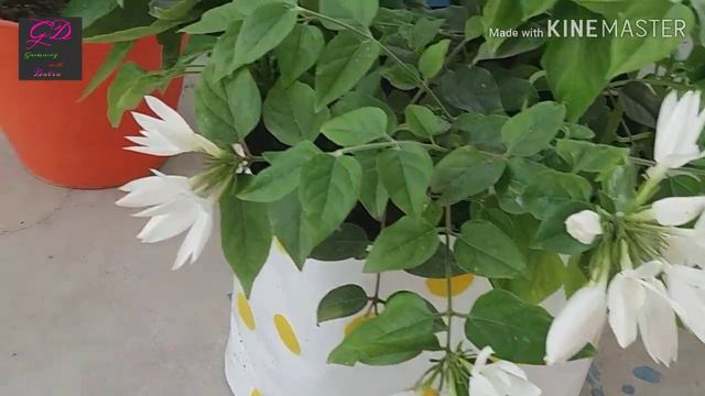 Downy Jasmine/star Jasmine Plant Care And Tips | कुंदे के फूल के बारे में पूरी जानकारी |