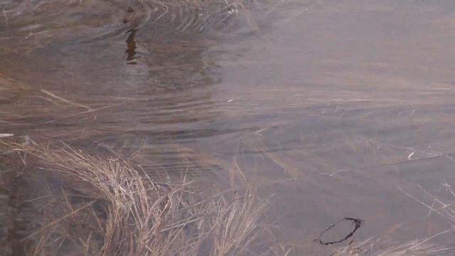 нерест щуки 20130425 смотреть онлайн