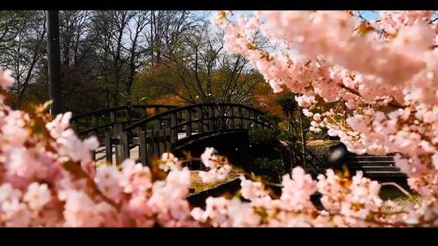 Японский сад Japanese Garden 日本庭園