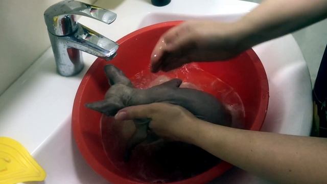 Как купать сфинкса. Ухаживаем за канадским сфинксом смотреть онлайн