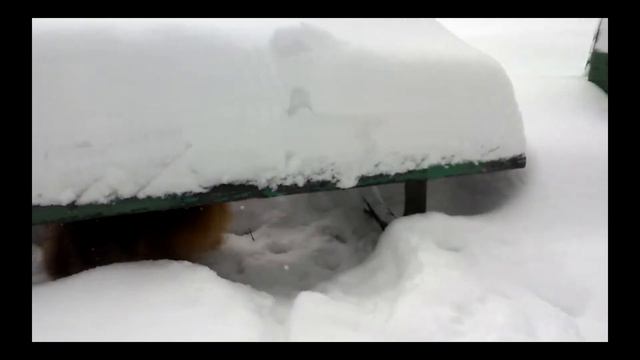 Малый шпиц Кузьма . смотреть онлайн