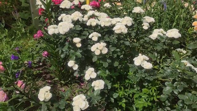 Роза Букет Парфе. (Bouquet Parfait) Мускусный гибрид