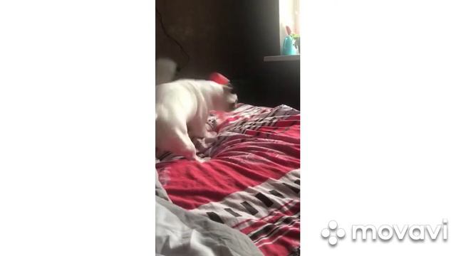 Бультерьер рвёт игрушку в клочья. смотреть онлайн