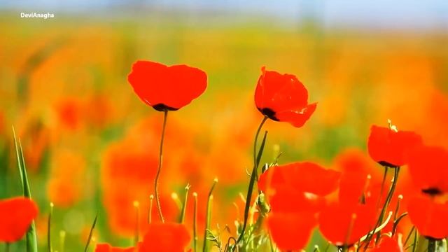 Krishna Flute Music, Morning Flute Music, Flute Meditation, Relaxing Flute,Indian Flute,Healing *28