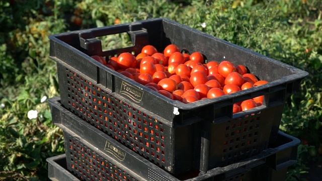 Ящик Астраханских помидоров смотреть онлайн