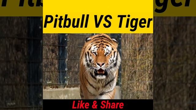 Pitbull VS Tiger कौन सबसे ज्यादा खतारक् हैं ? #shorts #dogsbiography #pitbull смотреть онлайн