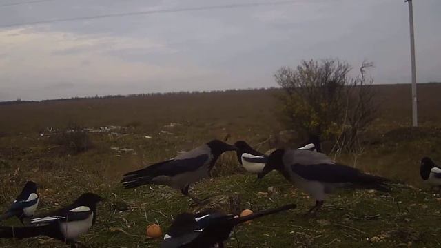 Ворона и сороки смотреть онлайн
