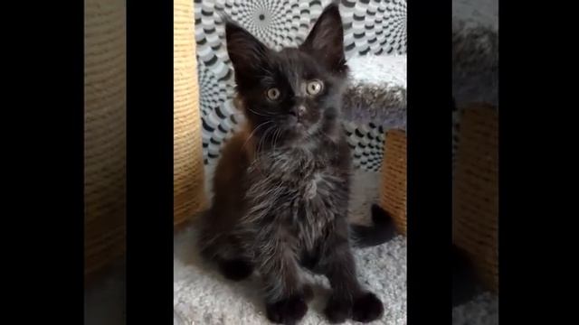 Девочки, Котята мейн-кун полидакты , 2 месяца. #мейнкункотята #verycoon #мейнкунывварежках