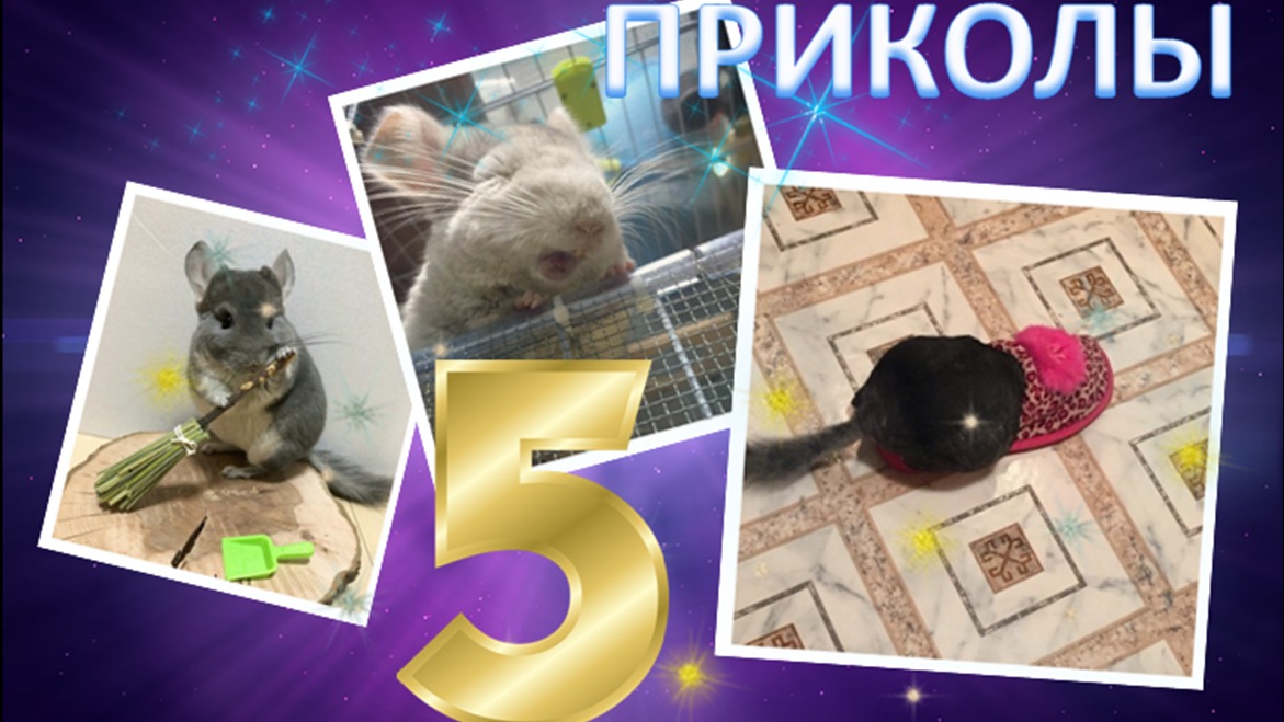 Лучшие приколы про ШИНШИЛЛ! Смешные ШИНШИЛЛЫ! Funny Chinchillas❤#5