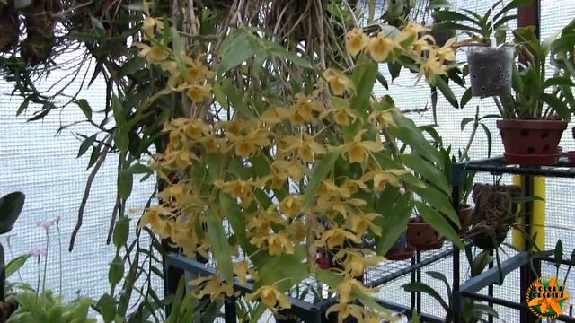Dendrobium friedericksianum - And the Winner Is? смотреть онлайн