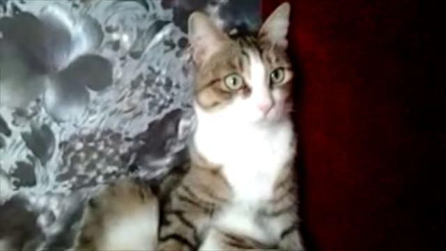 Выпуск #001 - Пердушки смотреть онлайн