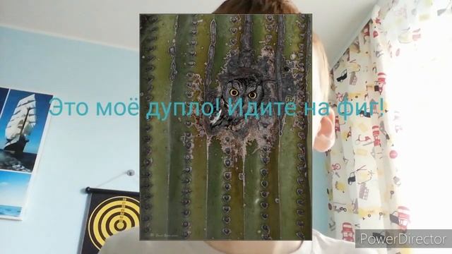 21 выпуск. Сыч-эльф. Самая маленькая сова. Влог о животных. смотреть онлайн