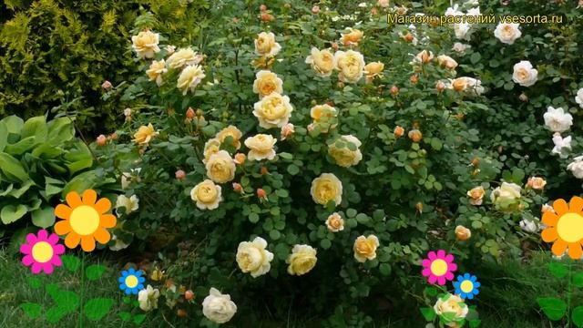 Роза кустовая Чарльз Дарвин. Краткий обзор, описание характеристик Charles Darwin смотреть онлайн