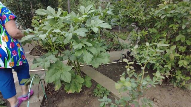 Сад Огород на Кубани, что растет ,особенности Садоводства смотреть онлайн