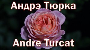Как распускается роза Андре Тюрка - Andre Turcat (Massad Франция, 2007)