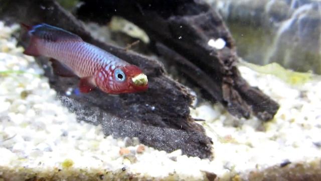 Nothobranchius cardinalis смотреть онлайн