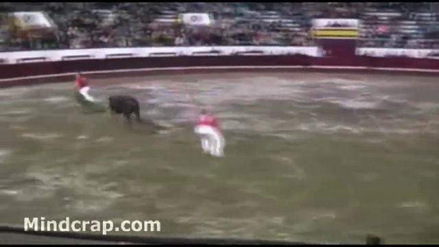 Korida бык жуткое животное смотреть онлайн