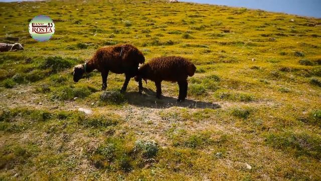 Village Local Life on Mountains || Shepherd || Agriculture || Vegetables || Fruits || Afghanistan смотреть онлайн