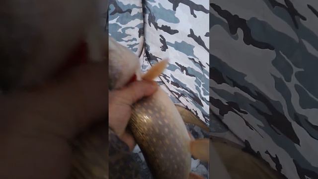 щука на балансир зимой смотреть онлайн