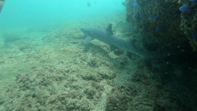 Isla Tortuga Costa Rica смотреть онлайн