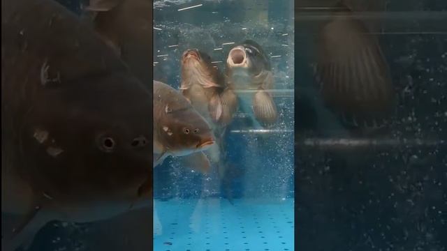 Рыба для ужина #Shorts смотреть онлайн