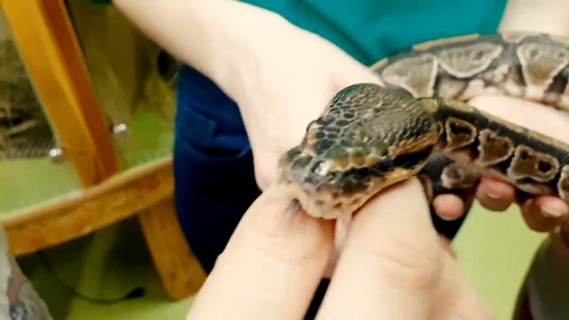 Влог. Контактный зоопарк часть 1. Енот залез в карман. Vlog. Petting zoo part 1 смотреть онлайн