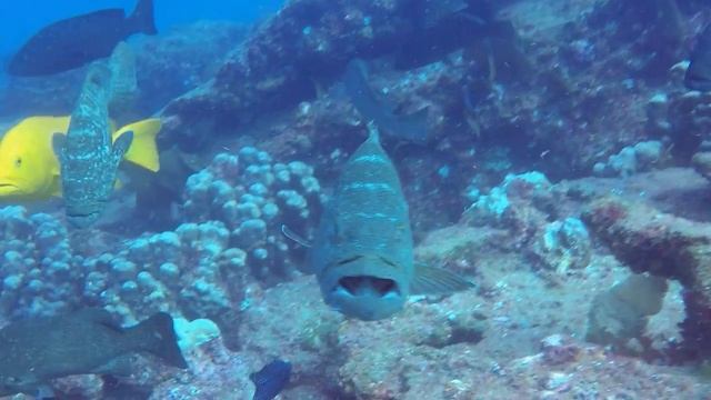 Leopard Grouper смотреть онлайн