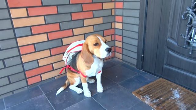 НЕПРИЯТНОСТИ ШЕРЛОКА. ЩЕНОК ЗАЩИЩАЕТСЯ. БРОС ШОУ ПЕТ смотреть онлайн