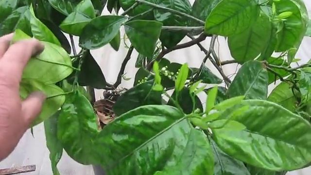 Крупноплодный комнатный МАНДАРИН,их благородие купается во время цветения смотреть онлайн